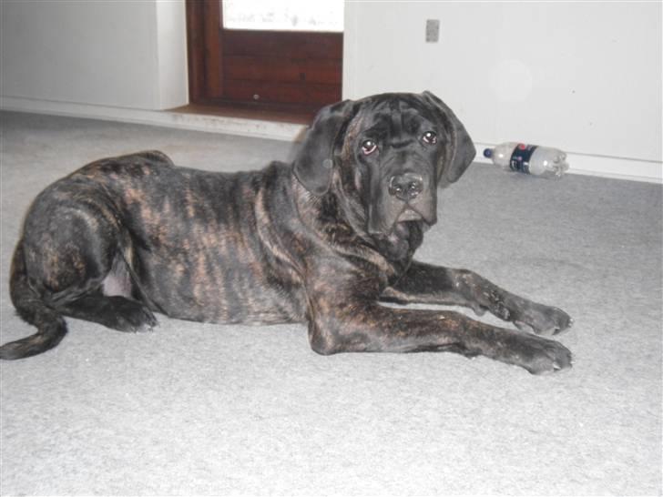 Cane corso Bullie billede 7