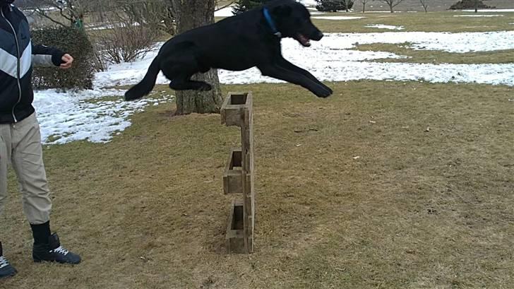 Labrador retriever Rollo<3 (formel 1) - du er bare så sød billede 8