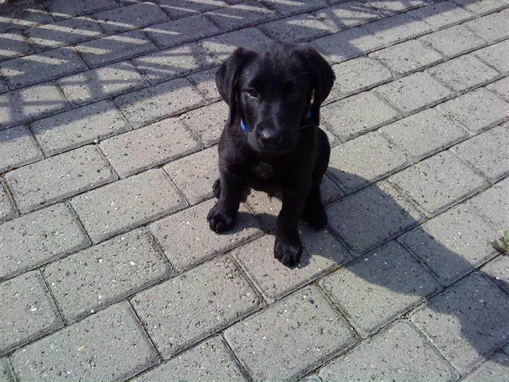 Labrador retriever Rollo<3 (formel 1) - dejlige rollo billede 9