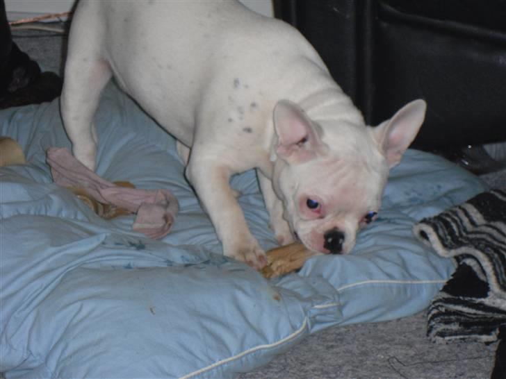 Fransk bulldog Bette Fimmeren billede 1