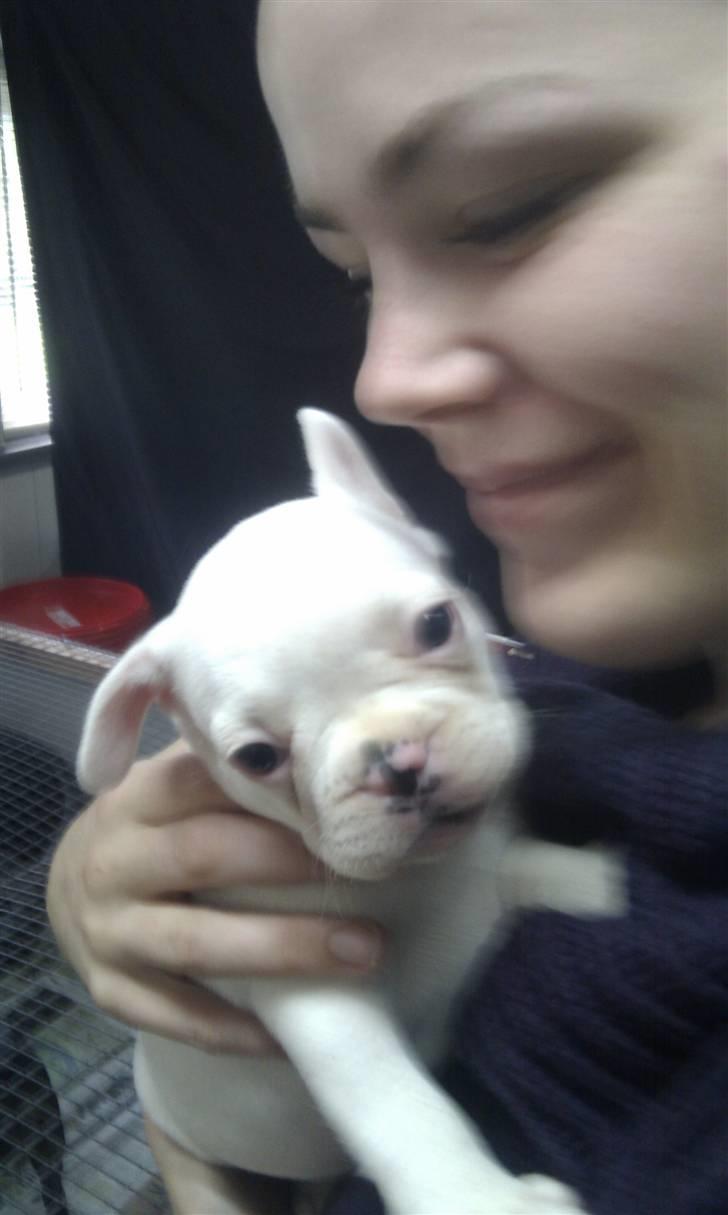 Fransk bulldog Bette Fimmeren billede 2