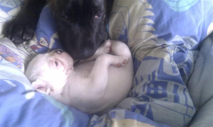 Fransk bulldog Bette Fimmeren billede 3