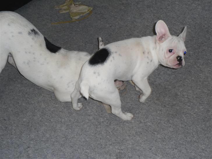 Fransk bulldog Bette Fimmeren billede 4