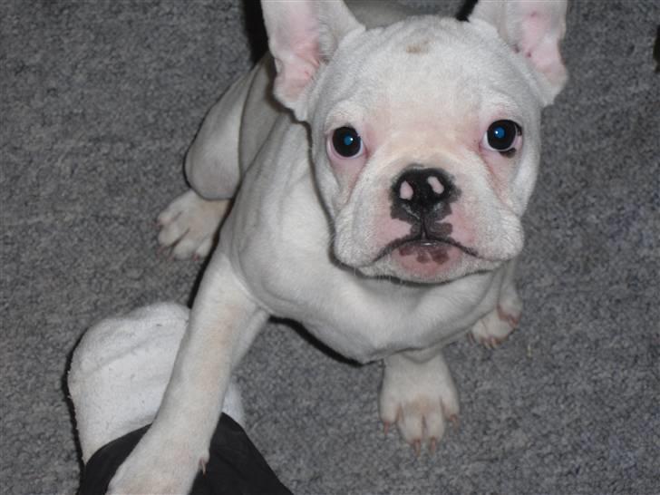 Fransk bulldog Bette Fimmeren billede 5