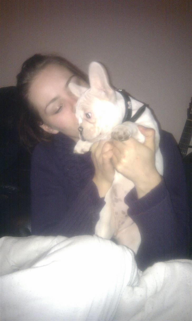 Fransk bulldog Bette Fimmeren billede 6