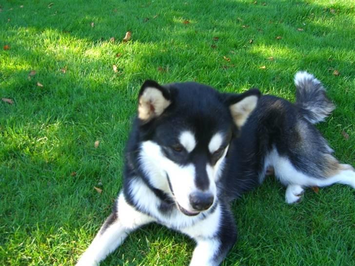 Alaskan malamute Harley billede 1
