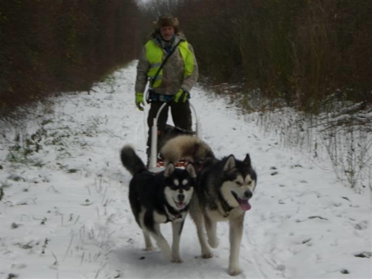 Alaskan malamute Harley - her er han på tur med dusty og lars.... billede 2