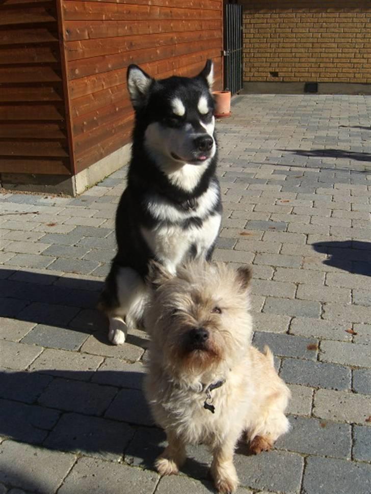 Alaskan malamute Harley billede 4