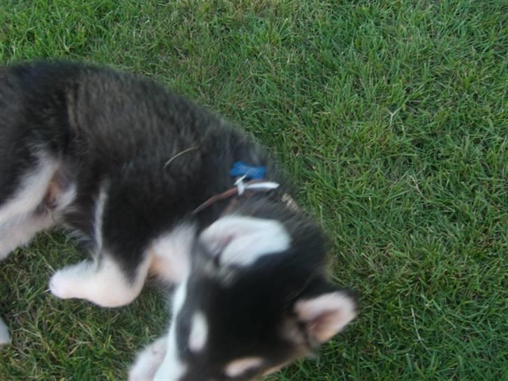 Alaskan malamute Harley billede 5