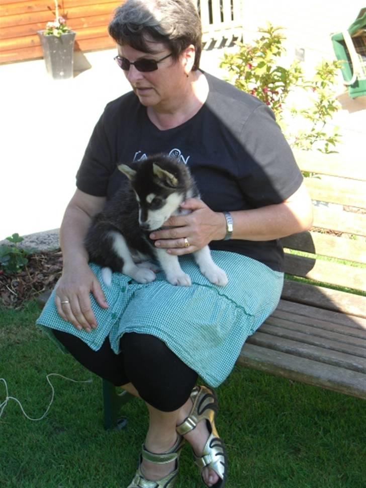 Alaskan malamute Harley billede 6