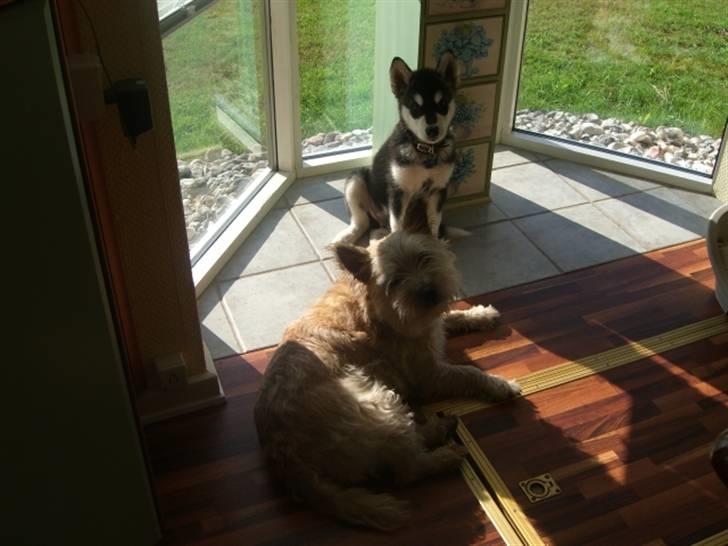 Alaskan malamute Harley billede 7