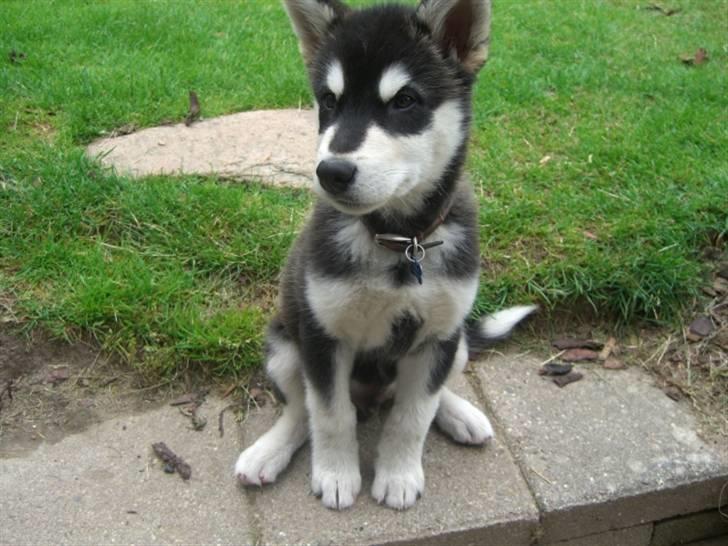 Alaskan malamute Harley billede 8