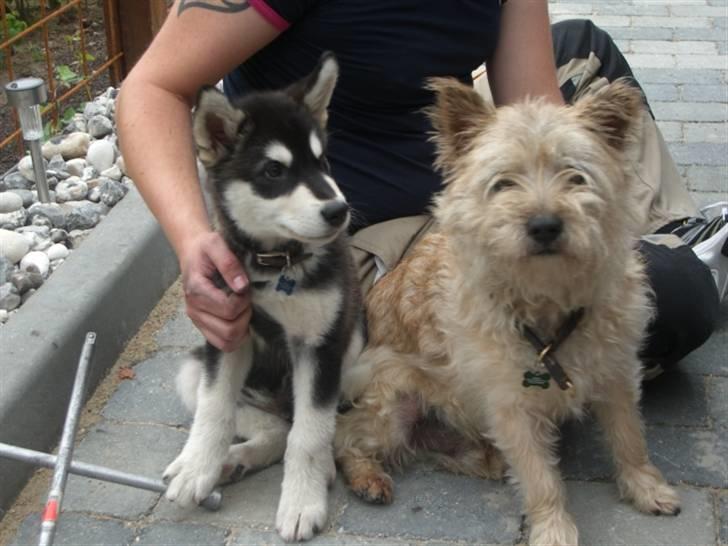 Alaskan malamute Harley billede 9