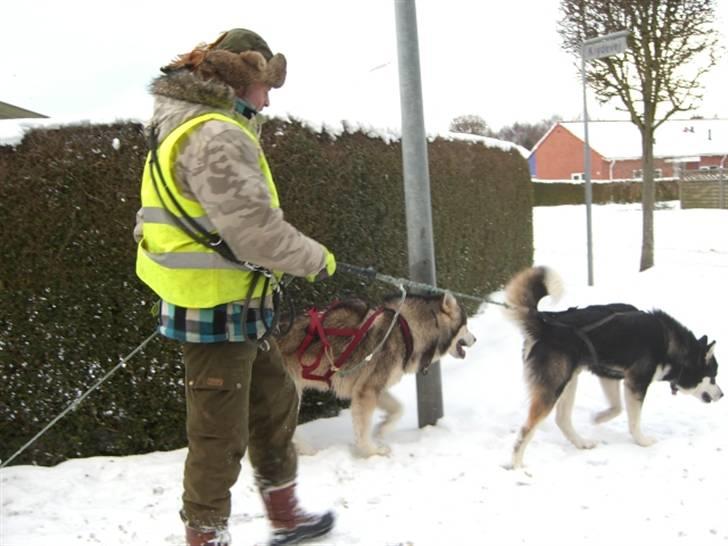 Alaskan malamute Harley billede 10