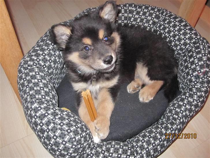 Finsk lapphund Theodor - 8 Uger billede 5