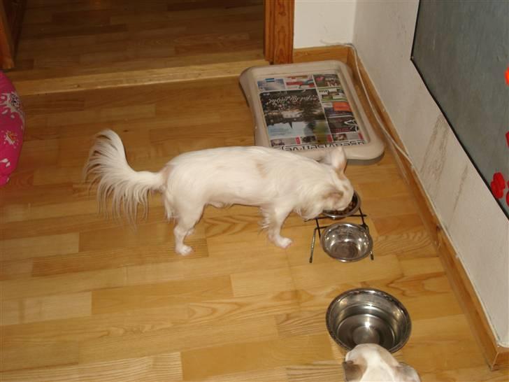 Chihuahua Adonis billede 8