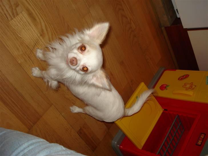 Chihuahua Adonis billede 9