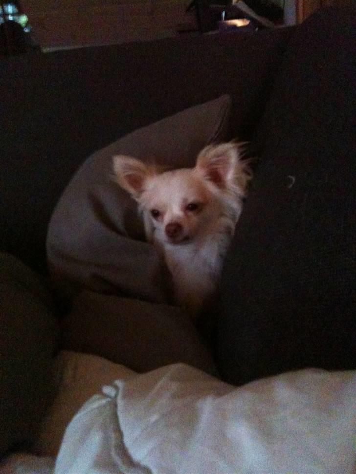 Chihuahua Adonis billede 11