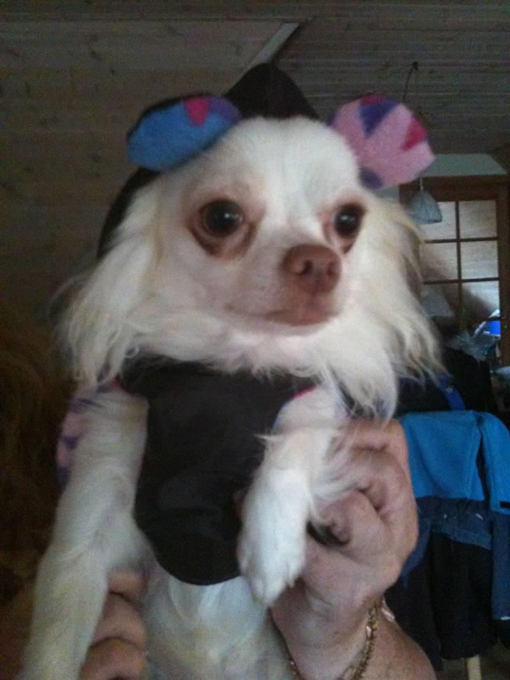 Chihuahua Adonis billede 12