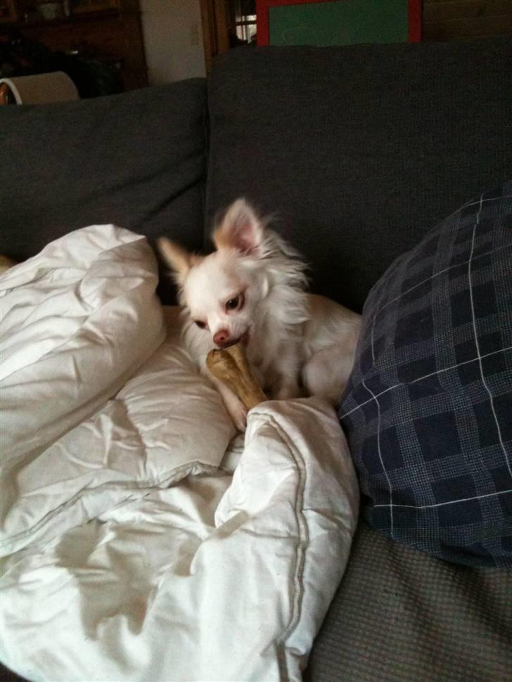 Chihuahua Adonis billede 13