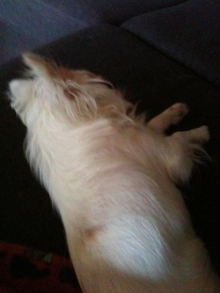 Chihuahua Adonis billede 14