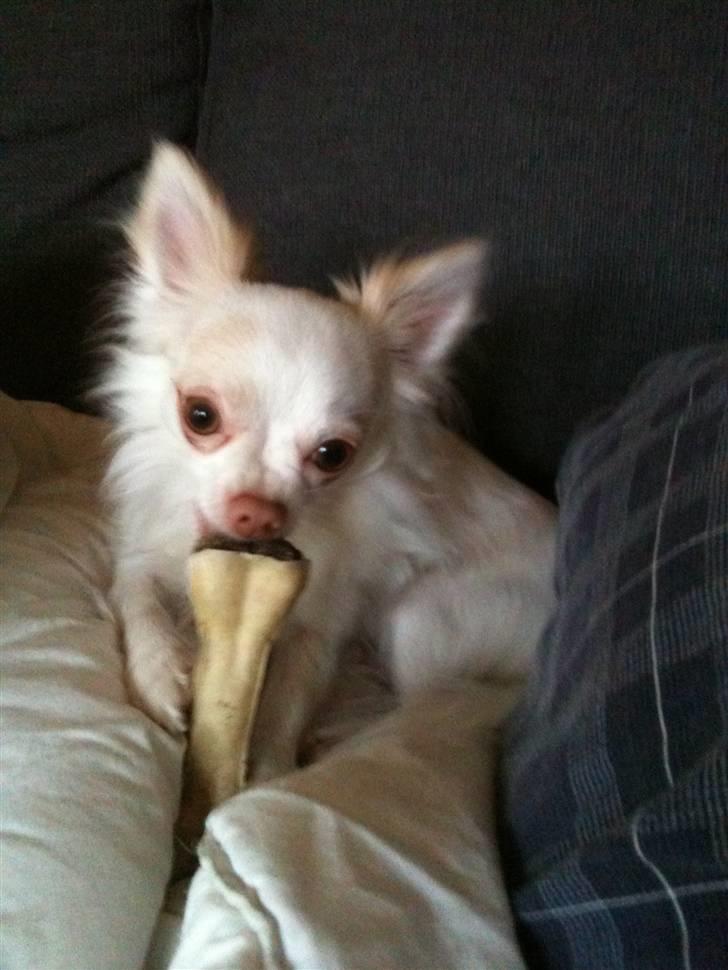 Chihuahua Adonis billede 15