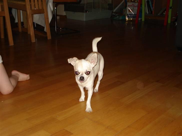 Chihuahua Scarlett billede 11