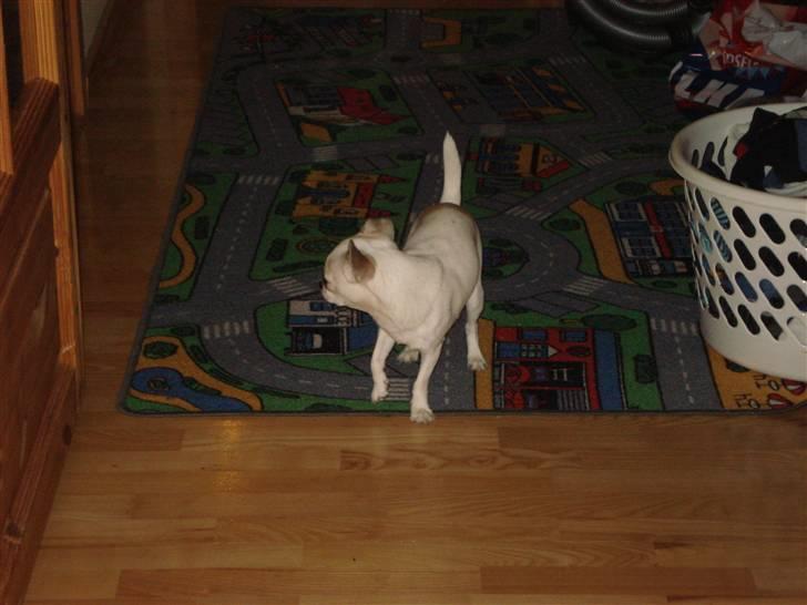 Chihuahua Scarlett - Skal lige holde øje med Adonis, han ligger på lur :) billede 12