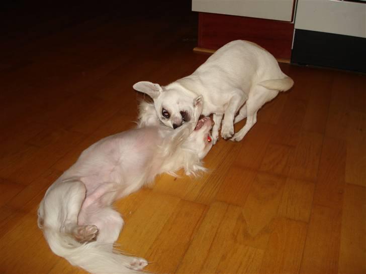 Chihuahua Scarlett billede 13