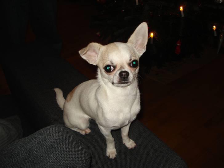 Chihuahua Scarlett billede 14