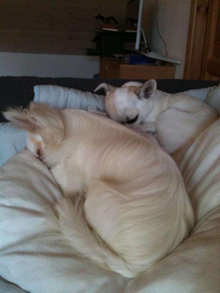 Chihuahua Scarlett billede 16