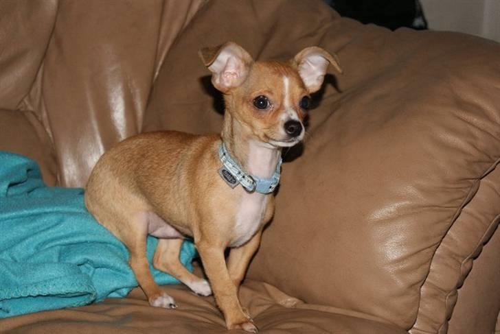 Chihuahua Armani<33 billede 1