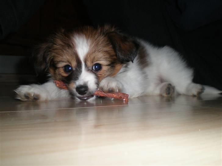 Papillon Aslan billede 16