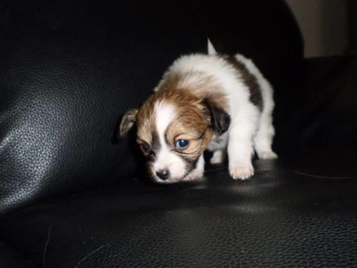 Papillon Aslan billede 17