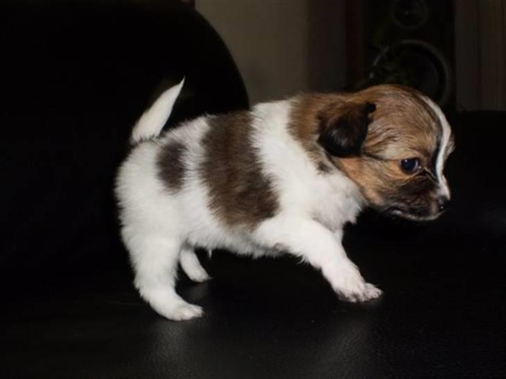 Papillon Aslan billede 18