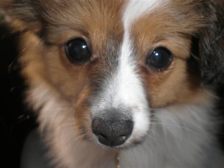 Papillon Aslan - Close up ;) billede 20