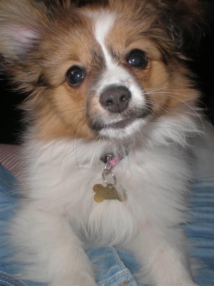 Papillon Aslan - :) billede 21