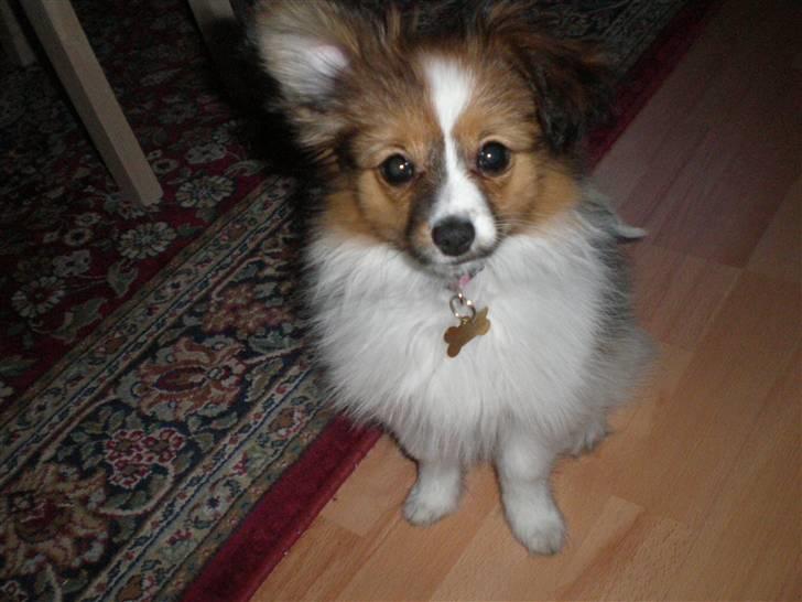 Papillon Aslan billede 22