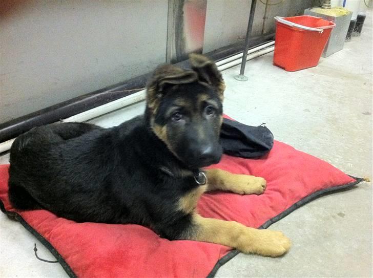 Schæferhund Efe (Amin) billede 17