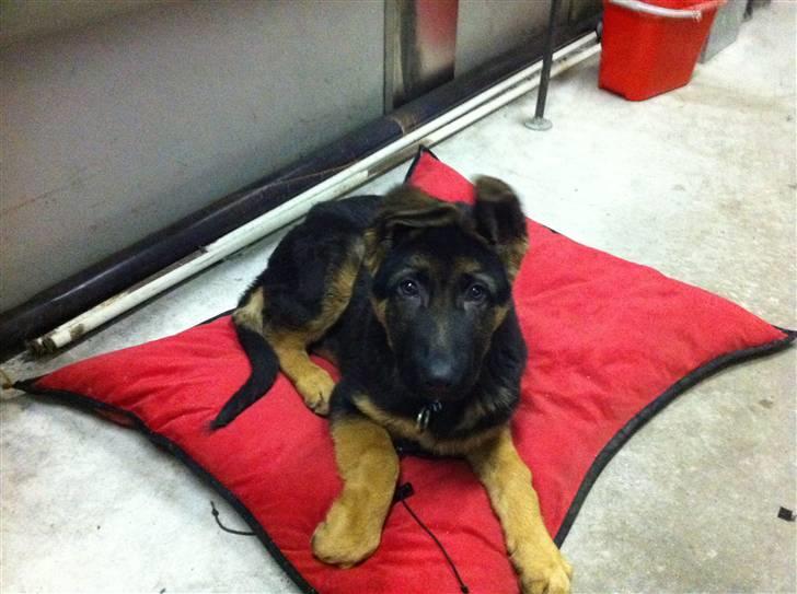 Schæferhund Efe (Amin) billede 18