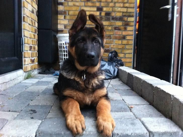 Schæferhund Efe (Amin) billede 19