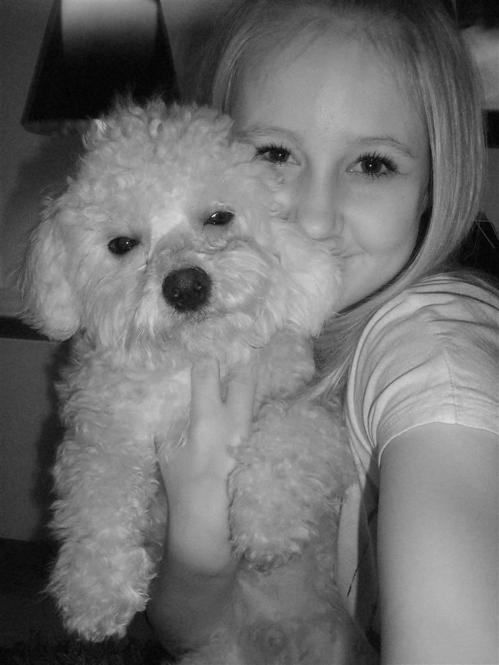Bolognese Tøffe - i love you <3. billede 11