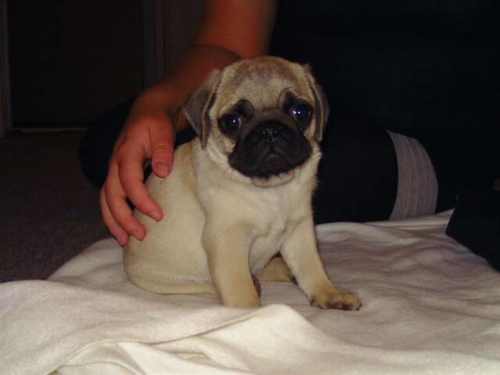 Mops Hugo - Lille nyankommen hvalp :) billede 1