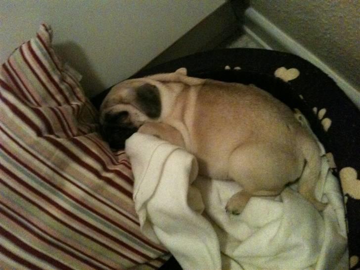 Mops Hugo - Træææt  billede 2