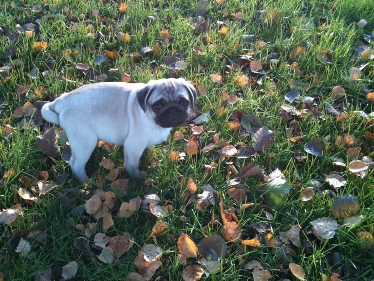 Mops Hugo billede 3