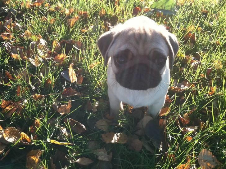 Mops Hugo billede 4