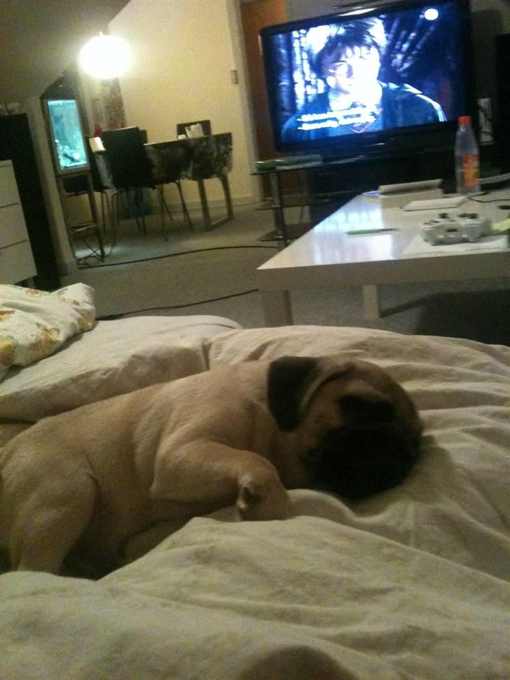 Mops Hugo - Får mig lige en lur ;) billede 5