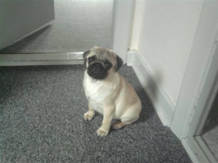 Mops Hugo billede 6