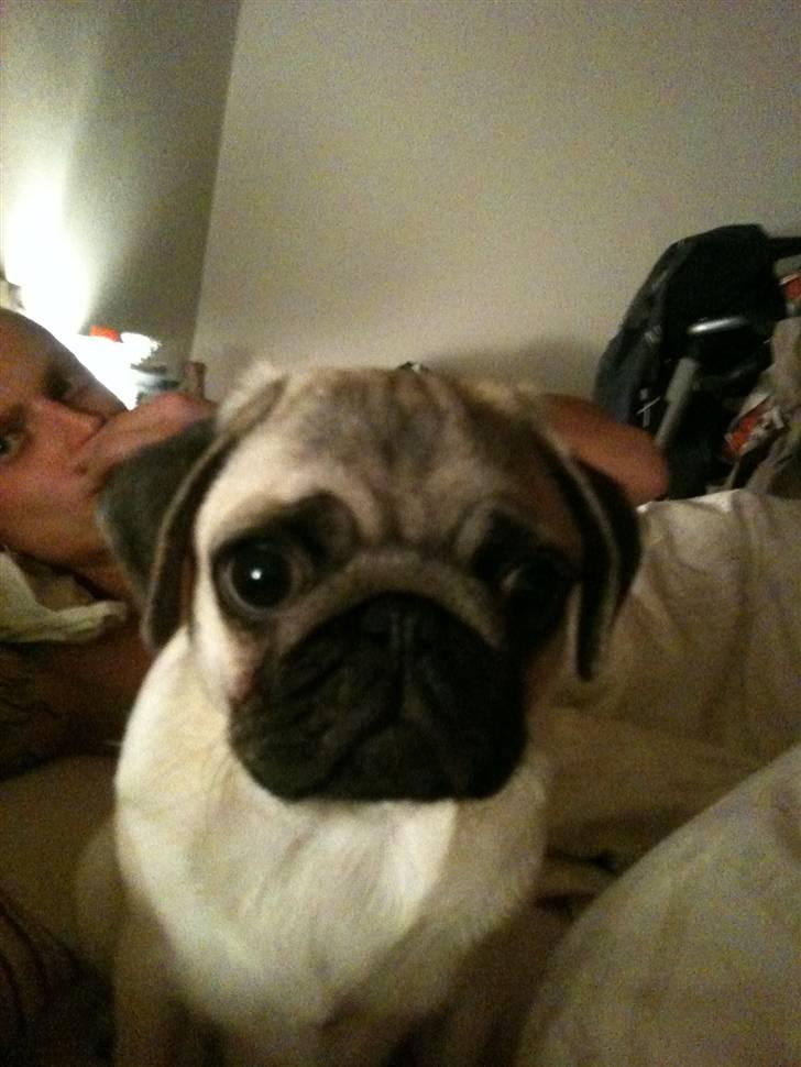 Mops Hugo billede 7
