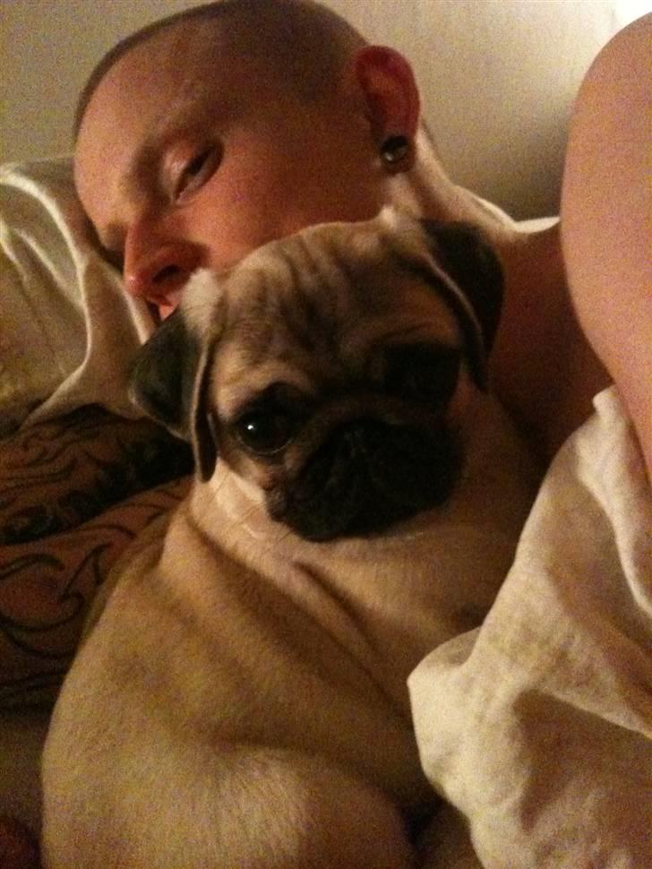 Mops Hugo billede 8